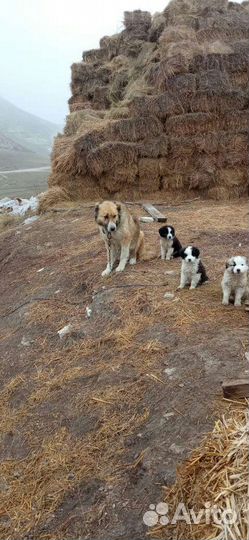 Собаки бойцовские