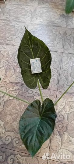 Алоказия Регал Шилдс