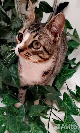 Мальчик Тай