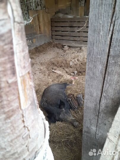 Дикие кабанчики