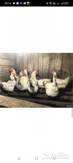 Инкубационное яйцо Пушкинская и Адлерская