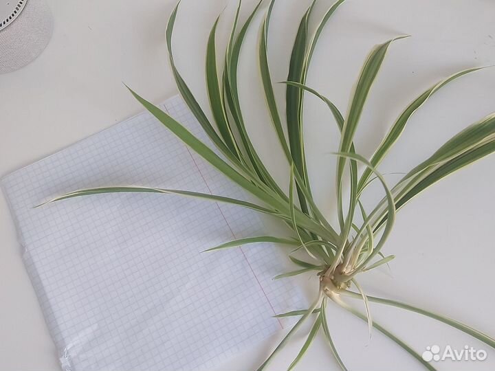 Хлорофитум