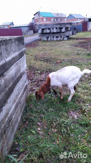 Козел Англо-Нубийский на племя 9 месяцев