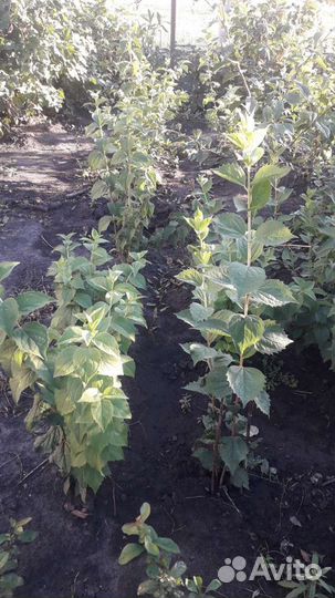 Жасмин садовый