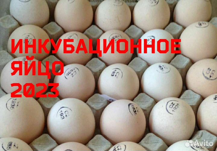 Инкубационное яйцо на 7 июля. яйцо бройлера
