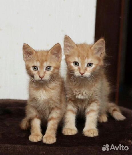 Котята рыжие бесплатно