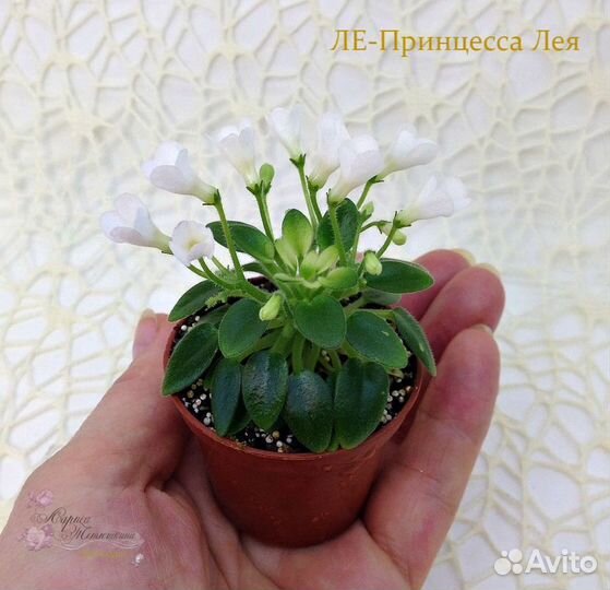 Мини фиалка