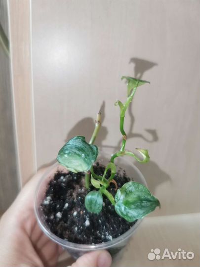 Филодендроны