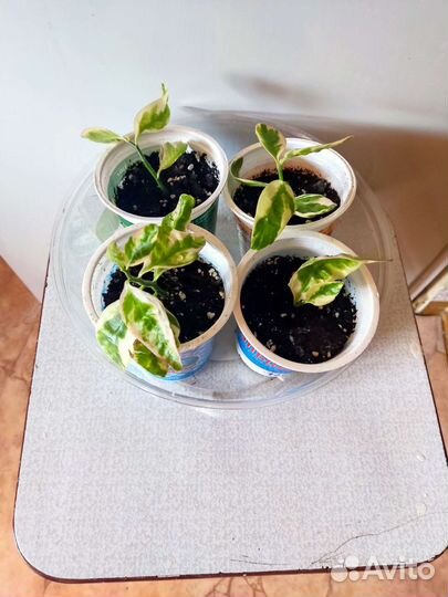 Педилантус