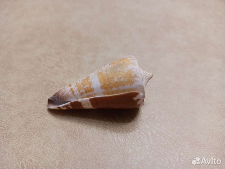 Морская раковина