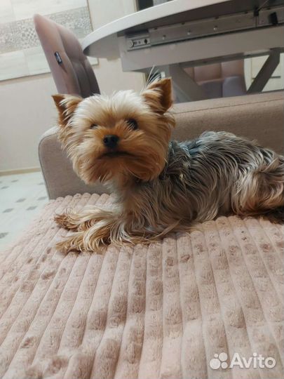 Йоркширский терьер мини, вязка