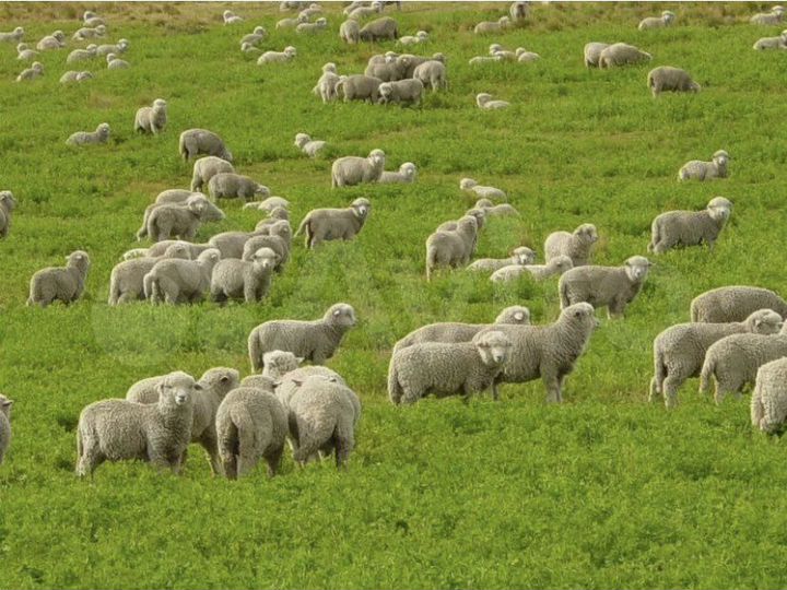 Участок 49 га (СНТ, ДНП)