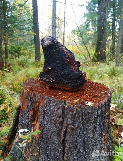 Чага, 1 кг, от заготовителя