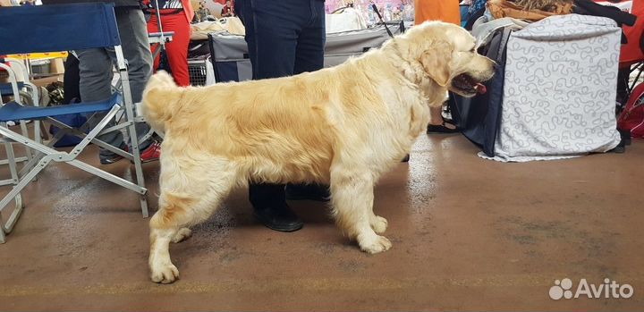 Щенки Голден ретривера