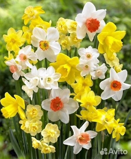 Саженцы цветов для сада