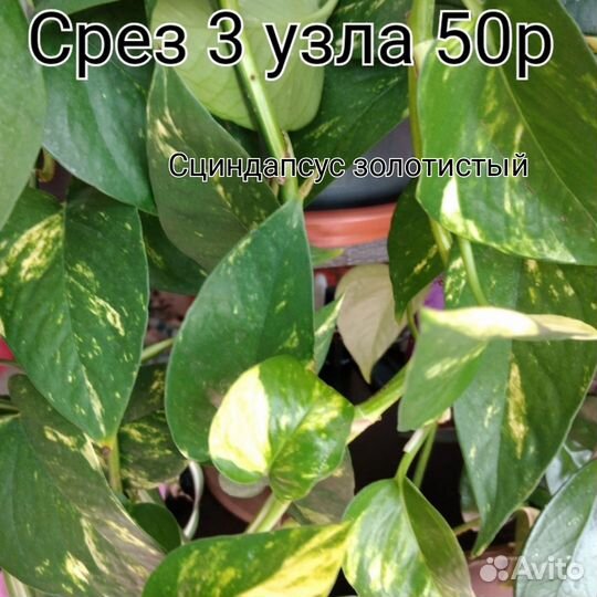 Комнатные цветы