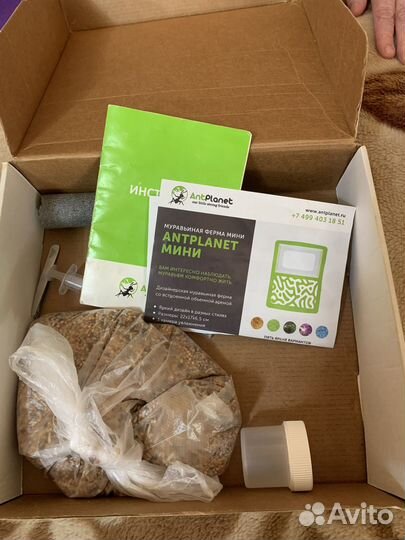 Муравьиная ферма с муравьями