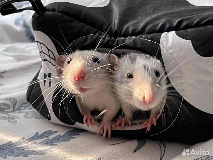 Продам крыс