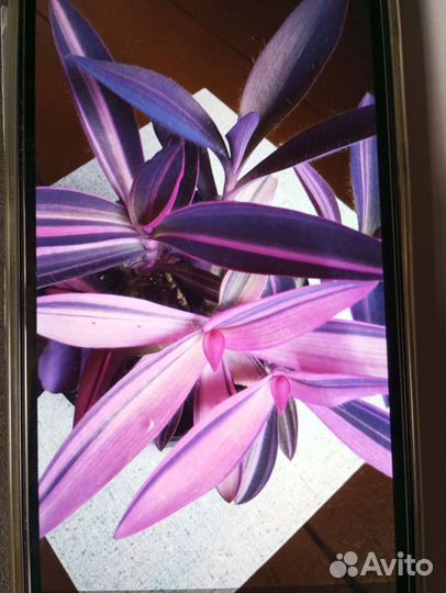 Руэллия, Рэо, Сеткретазия пурпурная