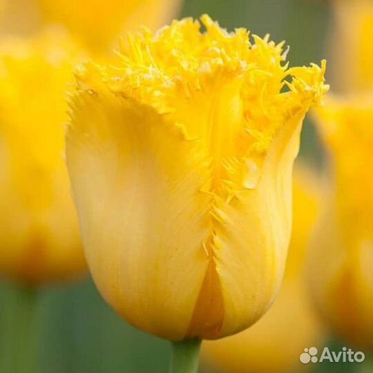 Луковицы тюльпанов