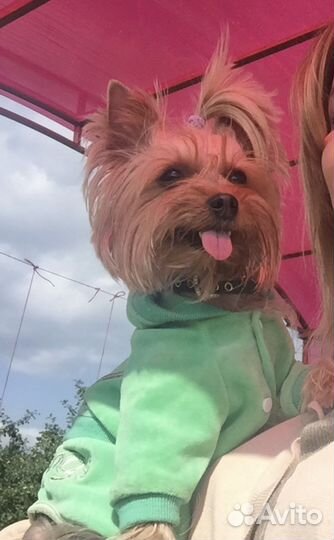 Лежанка Ferplast, одежда For my dogs, Bobby