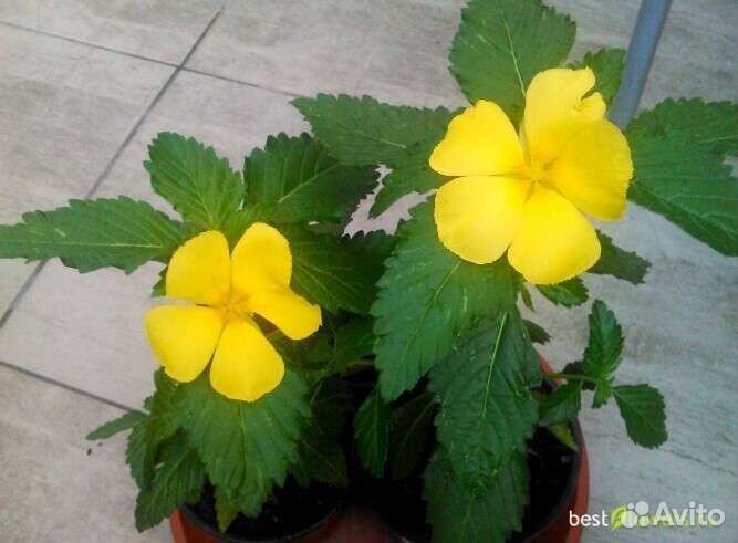 Уатфельдия,граптофилум