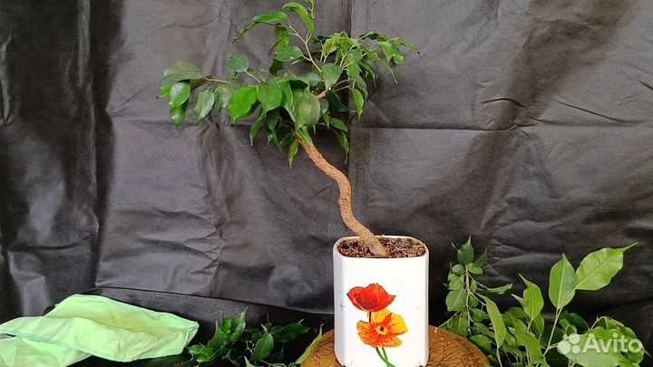 Фикус бенджамина