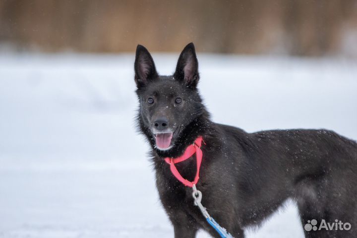 Собака девочка молодая