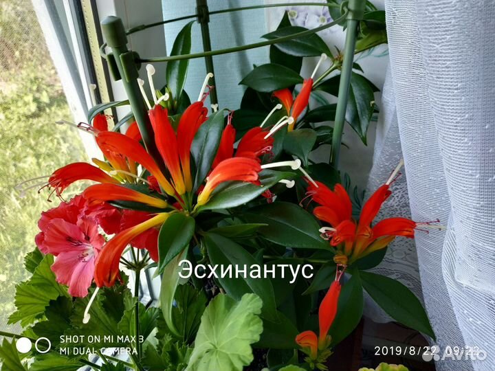 Эсхинантус жар птица