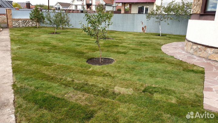 Рулонный газон