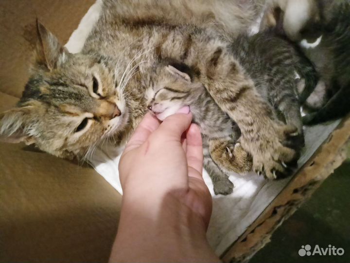 Котик от домашней кошки