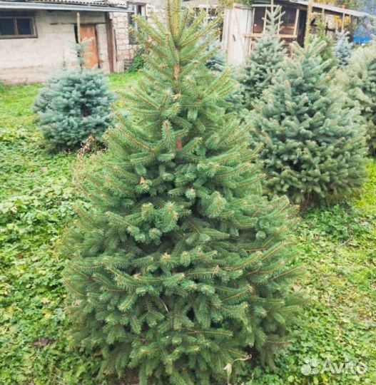 Голубая Глаука ель j-8565