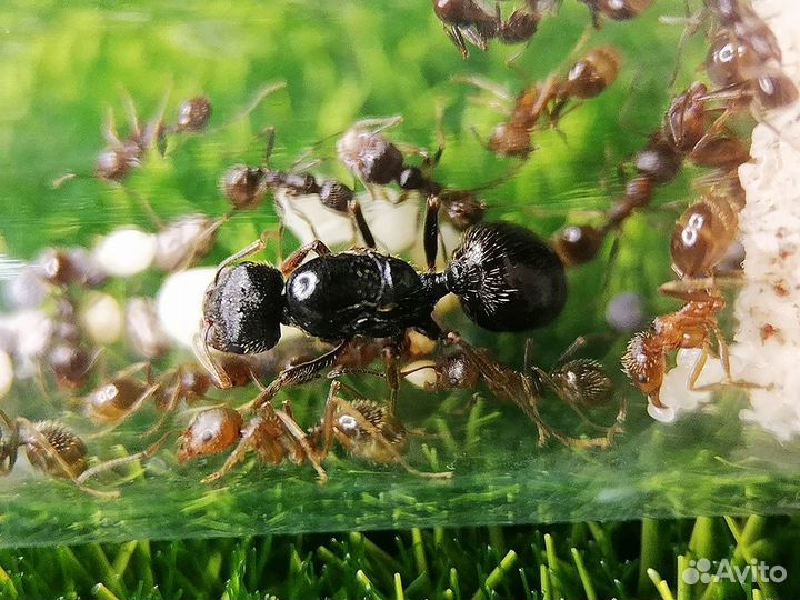 Муравьи messor, camponotus