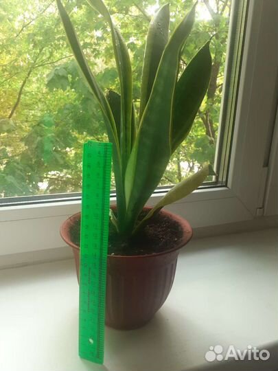 Цветок домашний Сансевиерия