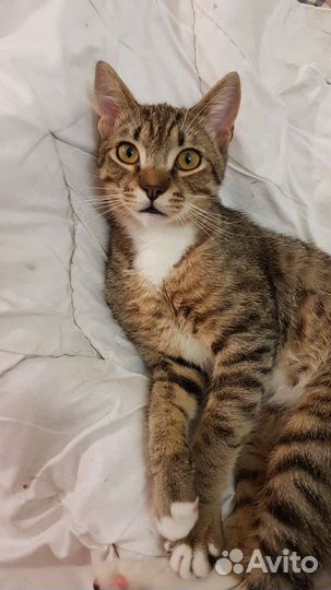 Котенок мальчик шотландец метис Риччи 6мес