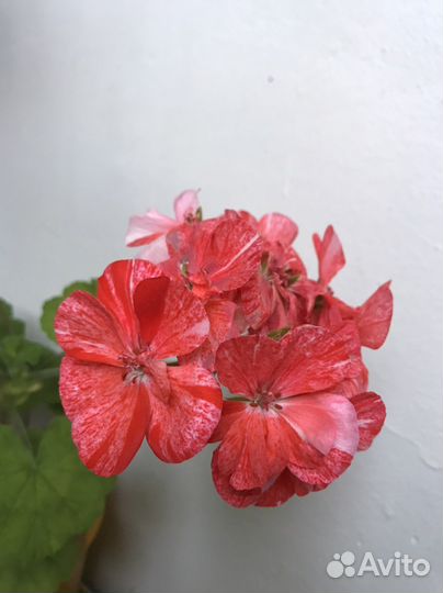 Пеларгония герань