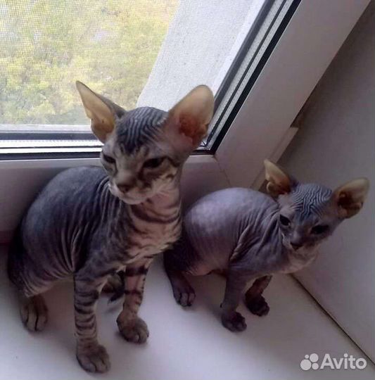 Донской сфинкс котята