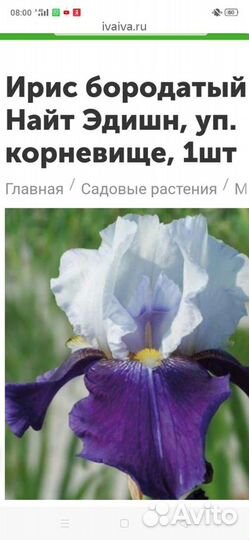 Ирис сортовой
