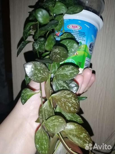 Хойи срезкой