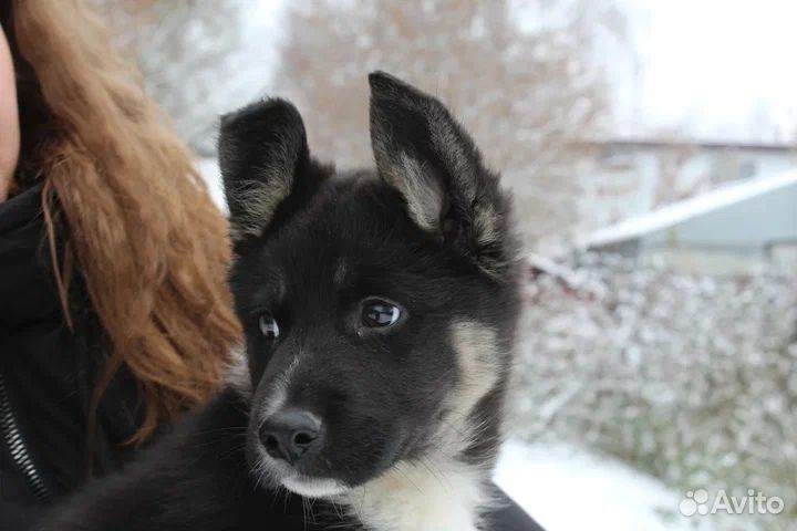 Щенок мальчик в добрые руки