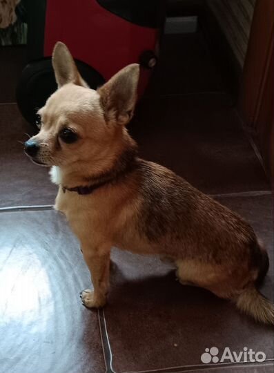 Гостиница для собак