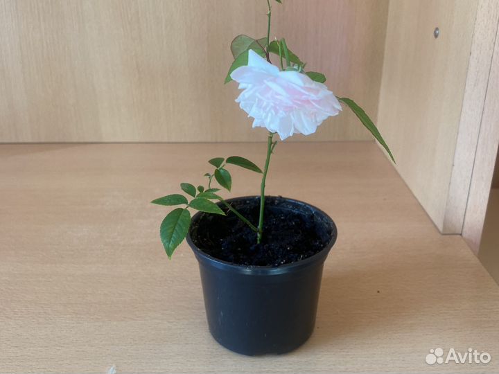 Бенгальская роза