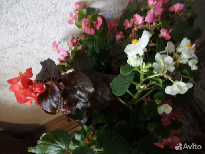Бегония вечноцветущая