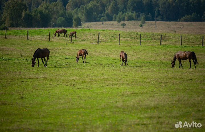 Постой для лошадей