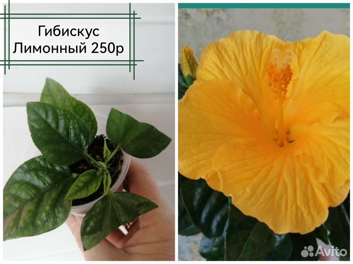 Гибискусы.Антуриум,хлорофитумОранж,бони