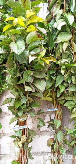 Черешня саженцы