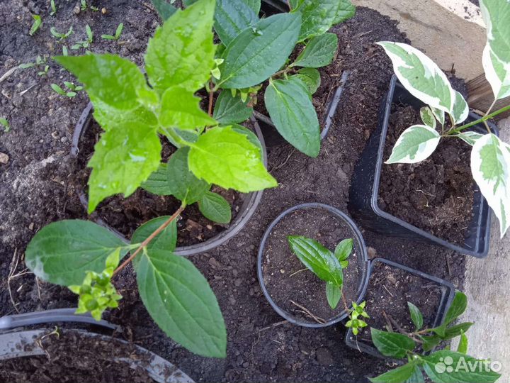 Жасмин саженцы зкс