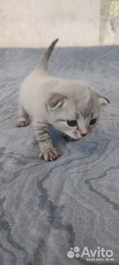 Кошка в добрые руки