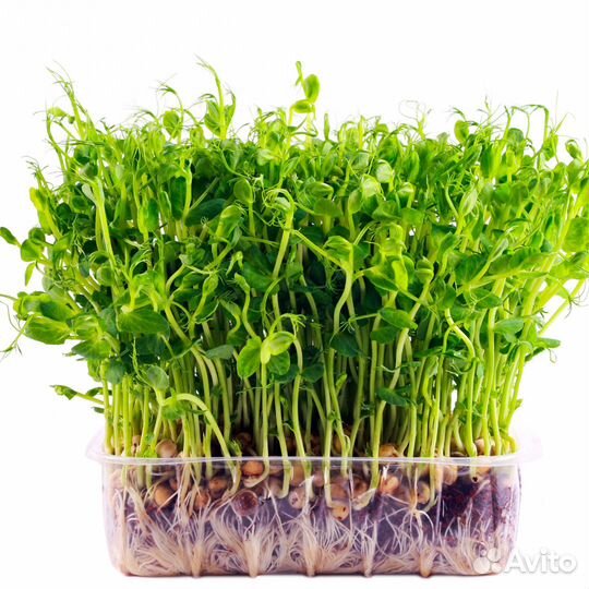 Микрозелень в ассортименте