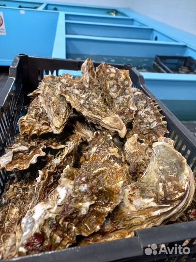 Устрицы оптом и в розницу
